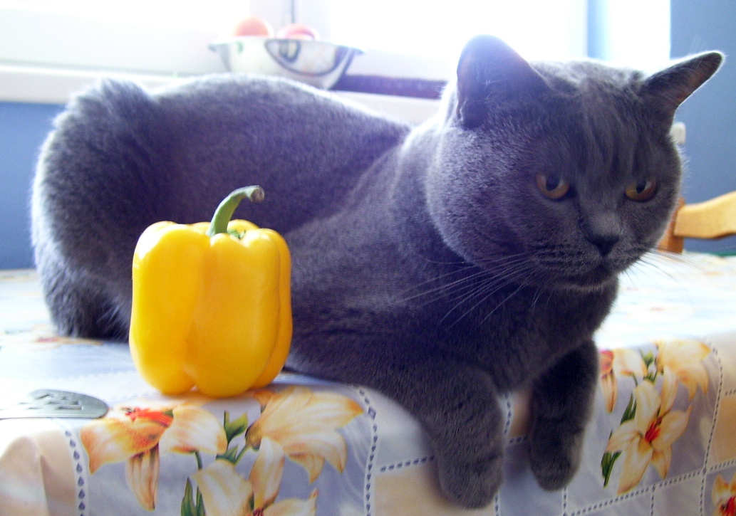 09.Paprika